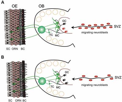 Age-Related Olfactory Dysfunction: Epidemiology, Pathophysiology, and Clinical Management